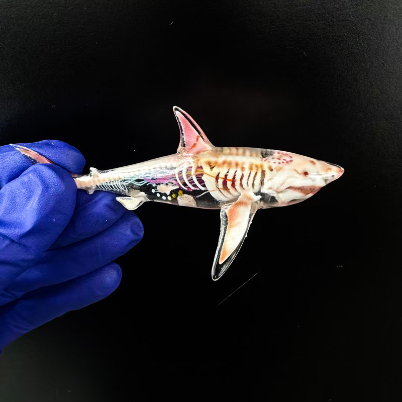 Ocean Series - Great White Shark